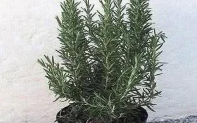 Drink rosemary tea on an empty stomach and you will no longer suffer from…