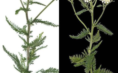 Yarrow-Infused Healing Tea
