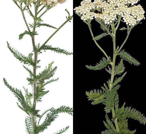 Yarrow-Infused Healing Tea
